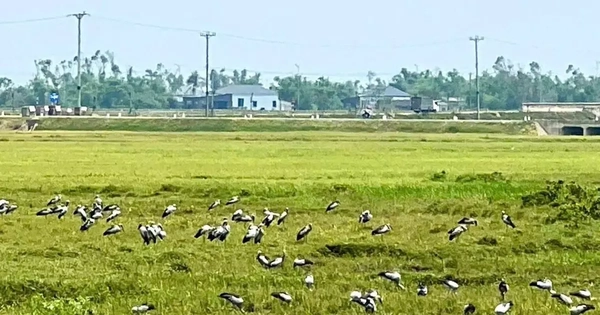 Đàn chim lạ hàng trăm con xuất hiện tại Hà Tĩnh là loài quý hiếm trong Sách đỏ