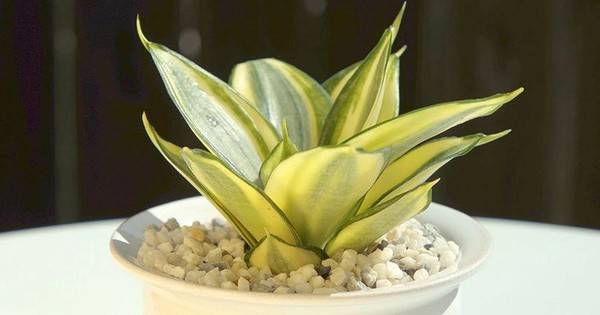 5 kiểu người hợp trồng cây lưỡi hổ nhất