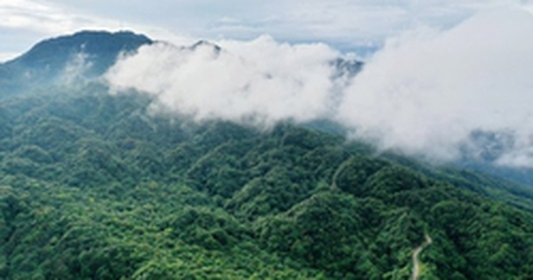 Việt Nam có 1 loài cực hiếm, chưa từng xuất hiện ở bất cứ đâu trên thế giới: Là cá nhưng lại có chân, sống ở độ cao 1.000-1.400m