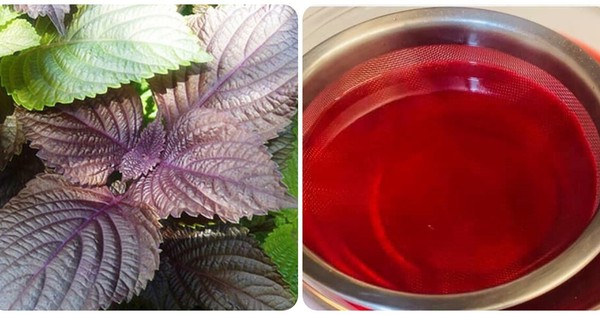 Những ai không nên uống nước lá tía tô?