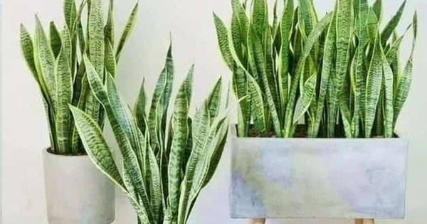 5 sai lầm khi trồng lưỡi hổ khiến cây mãi không “lên”