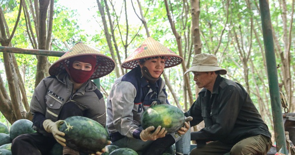 Giá dưới 3.000 đồng/kg, nông dân vựa dưa hấu lớn nhất Quảng Trị lỗ triền miên