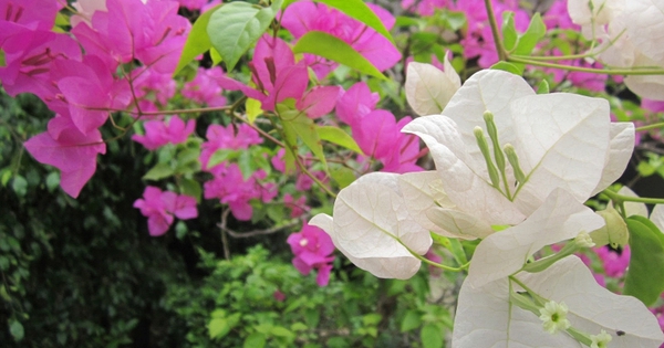 Lời khuyên chân thành đến những gia đình đang trồng cây hoa giấy