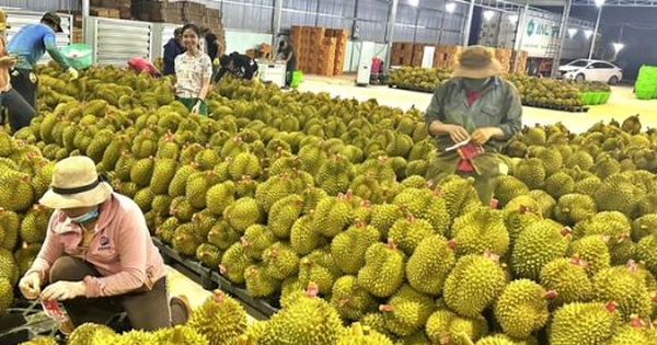 Một đối thủ sầu riêng của Việt Nam bất ngờ gặp khó: Giá giảm chỉ còn 1/3, lãnh đạo thừa nhận 'chúng tôi không ngờ lại ảnh hưởng mạnh đến vậy'