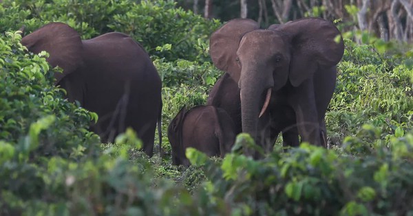 Một đại gia bị voi giẫm tử vong