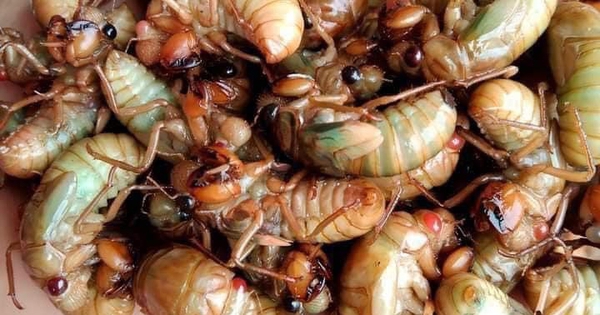 Ăn 2 con ve sầu, nam sinh sốc phản vệ phải cấp cứu lúc nửa đêm