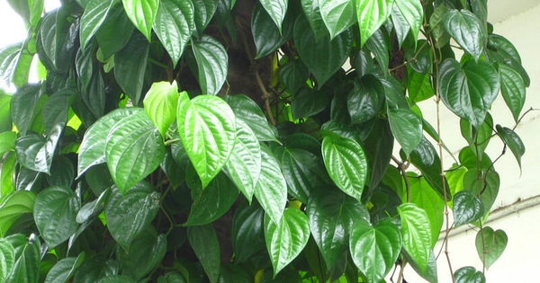 Lời khuyên đến những gia đình đang trồng cây trầu không