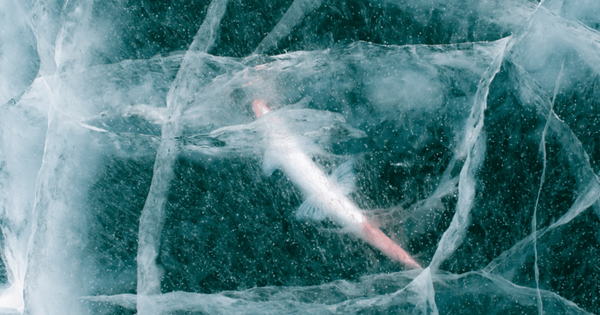 Tin vui bất ngờ: Các nhà khoa học hồi sinh thành công sinh vật 24.000 năm tuổi từ băng vĩnh cửu