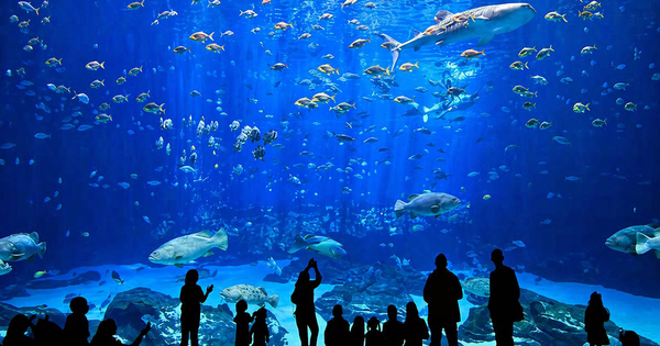 Việt Nam sắp có công viên thủy cung lớn nhất thế giới: Rộng hơn sân Mỹ Đình, sức chứa lên đến 450 triệu lít nước