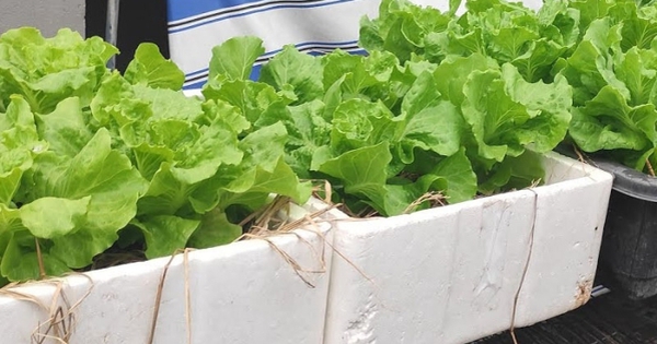 Lời khuyên tới các gia đình đang tự trồng xà lách