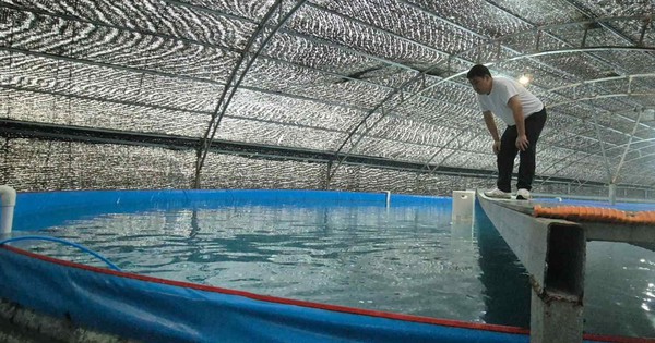 Nuôi cá thu ngay trên đất liền: 