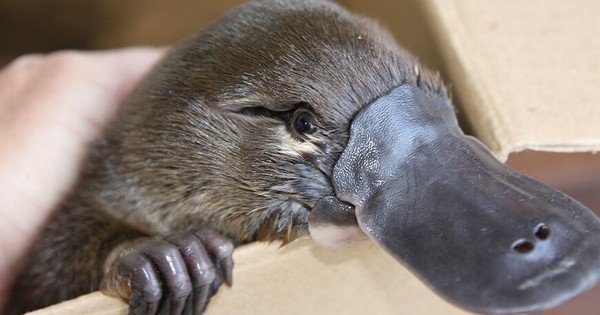 Loài vật khó hiểu nhất thế giới