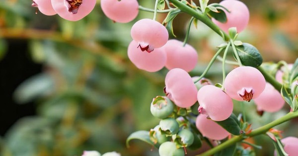 Loại quả màu hồng đẹp mắt đang gây 