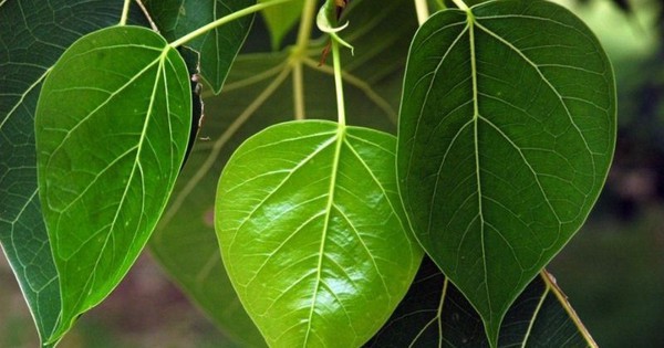 Đừng trồng trước nhà 3 loại cây này: Dễ 'tụ khí xấu', chặn tài lộc