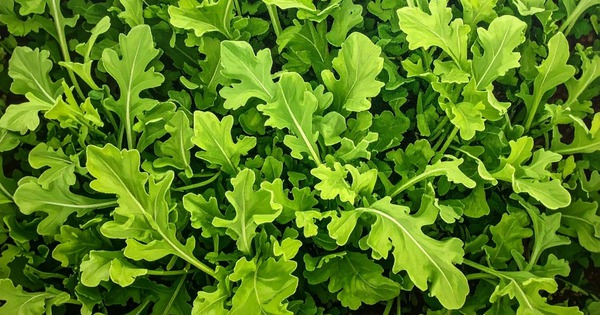 6 loại rau củ có tốc độ phát triển nhanh, chỉ vài tuần là được thu hoạch