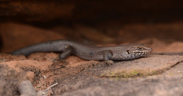 Phát hiện gây chấn động: “Kẻ ẩn mình” lộ diện trong sa mạc Australia, loài thằn lằn hiếm chỉ còn dưới 20 cá thể