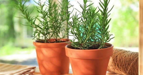 5 loại cây cảnh mà người trên 40 tuổi nên trồng để tăng cường sức khỏe, gia đình thêm thịnh vượng