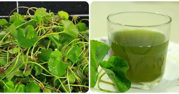 Những người không nên uống nước rau má