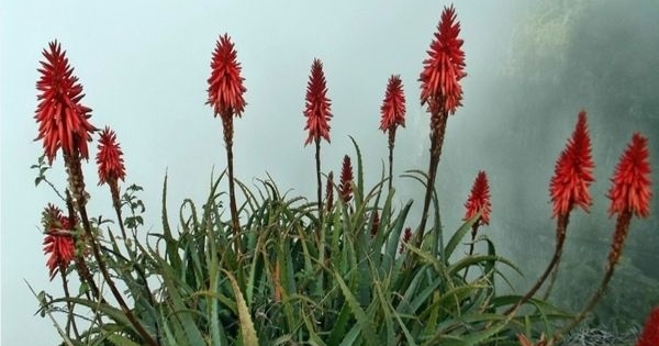 Cây thuốc quý mọng nước, mềm mịn như thạch: Nhà nào có vài chậu quý ngang vàng mười