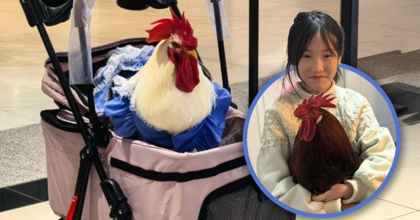 Cô gái nuôi gà làm thú cưng, mặc quần áo, đẩy xe nôi đi dạo, chi phí chỉ 100 nghìn/tháng khiến hội mèo cưng 