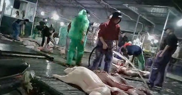 Công an Hà Nội truy 300 tấn lợn bệnh đã vào đơn vị, bếp ăn tập thể nào