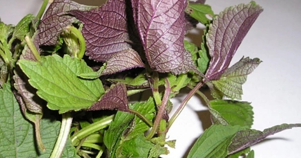 Uống nước lá tía tô có tác dụng gì?