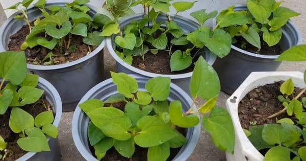 3 loại rau nên trồng trong nhà: Có 1 cũng tốt đủ đường