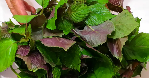 3 nhóm người không nên ăn nhiều lá tía tô