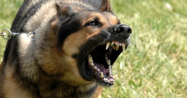 Kinh hoàng: Chó becgie cắn chủ nhà tử vong khi đang cho ăn