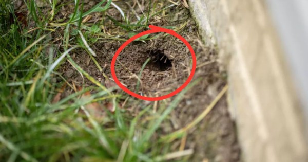 Cách nhận biết hang rắn trong sân nhà và những gì phải làm sau đó