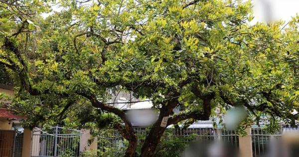 Không phải mê tín: Trong nhà có 6 loài cây này, càng trồng càng may mắn, bảo sao người giàu thích mê