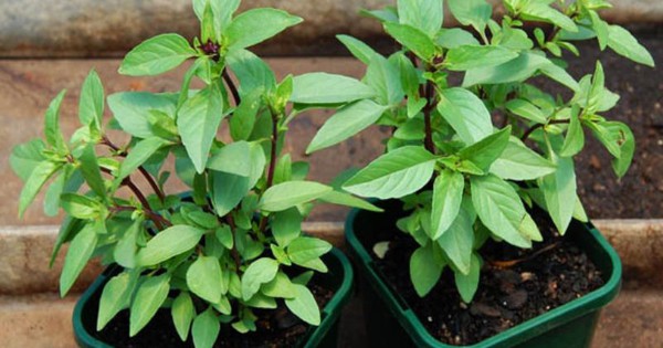 3 loại rau nên trồng ngay trong nhà: Đuổi muỗi hiệu quả, sau 3 tuần có rau ăn