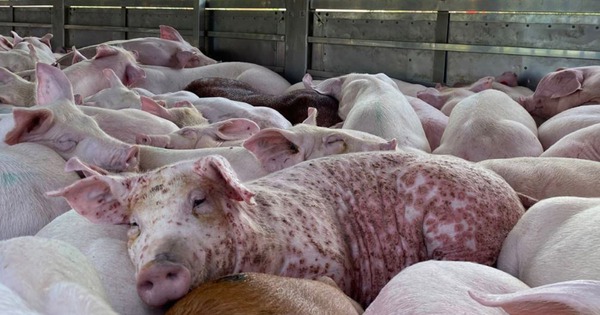 Thịt lợn nhiễm dịch tả châu Phi có an toàn khi nấu chín?