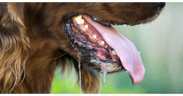 Người đàn ông nguy kịch sau gần 1 năm bị chó con cắn