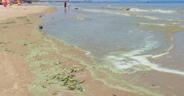 Hình ảnh biển Bãi Sau Vũng Tàu chuyển màu "xanh như matcha", du khách lo ngại