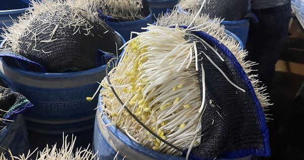 510 tấn giá đỗ "ngậm" chất độc 6-Benzylaminopurine chờ tuồn ra chợ đầu mối: Chuyên gia cảnh báo tác hại và cách chọn giá đỗ “sạch”