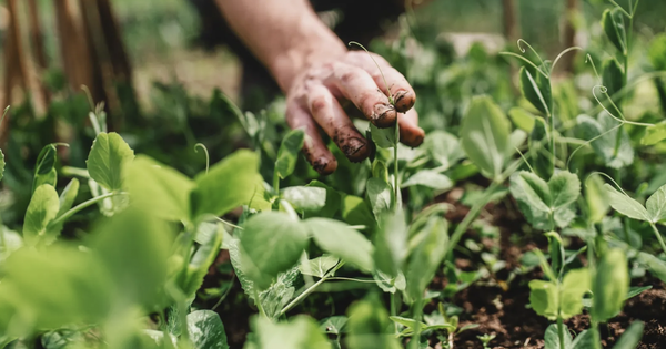 5 loại rau dễ sống, năng suất cao nên trồng ngay bây giờ