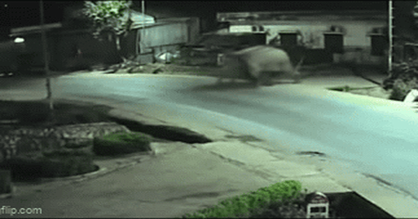 Voi rừng phá rào, xâm nhập vào trường, học sinh được thông báo ở yên trong phòng