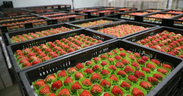 Rẻ hơn sầu riêng, một loại nông sản của Việt Nam bất ngờ xuất khẩu bùng nổ 2.000 lần ngay đầu năm