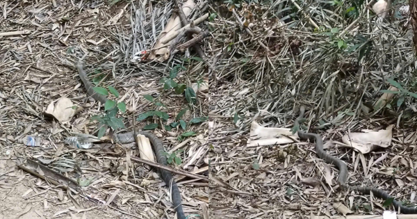 Anh nông dân SN 1990 hốt hoảng bắt gặp 'vị khách' chứa chất kịch độc trong vườn: Công an lập tức xuất hiện gây ngỡ ngàng