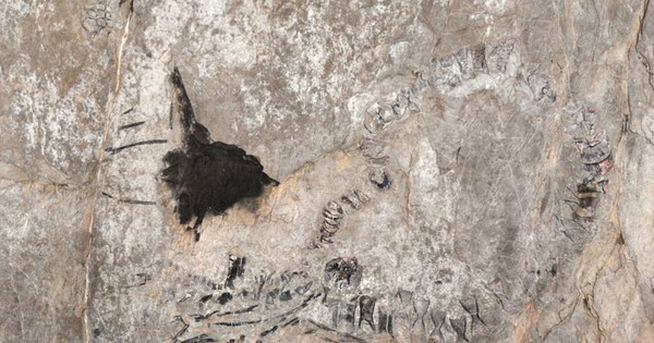 Thủy quái 145 triệu tuổi chưa rõ loài gì "trỗi dậy" ở Cuba