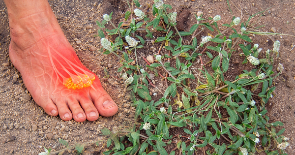 Nghiên cứu gây chú ý của Việt Nam: Một loài cây dại có thể ức chế enzyme gây bệnh gút