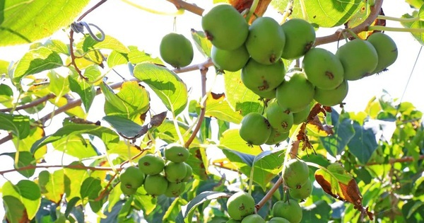 Loài cây dại ở châu Á có thể là khắc tinh của ung thư phổi