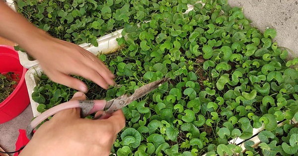 3 loại rau nên trồng trong vườn nhà, có 1 cây cũng tốt đủ đường