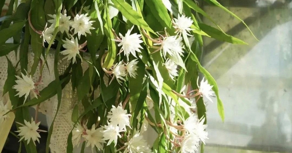 Ông bà căn dặn: 