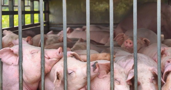 Phát hiện xe ô tô chở 100 con heo nhiễm dịch tả heo châu Phi