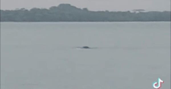 Thấy 'thủy quái' bơi vụt qua trước mặt, nhóm người vội gọi hỗ trợ, chuyên gia nói: Đây là điều rất hiếm!