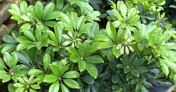 4 loại cây vừa đuổi rắn lại có khả năng trấn trạch, xua đuổi tà khí bảo vệ gia chủ