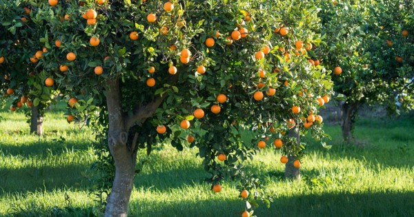 4 loại cây thơm phức, mang lại hạnh phúc và may mắn: Rất nên trồng trong nhà