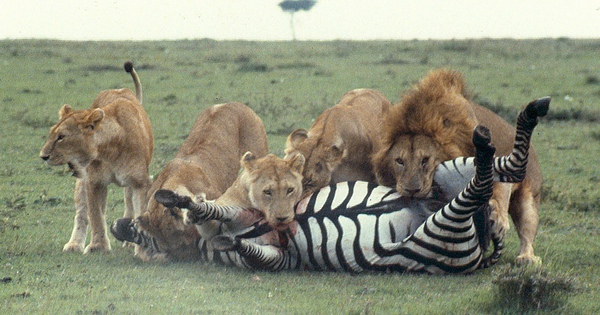 Nghiên cứu ngựa vằn hơn 100 năm, các nhà sinh vật học bối rối vì hóa ra bộ vằn này vốn không phải để ngụy trang